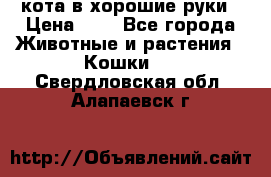 кота в хорошие руки › Цена ­ 0 - Все города Животные и растения » Кошки   . Свердловская обл.,Алапаевск г.